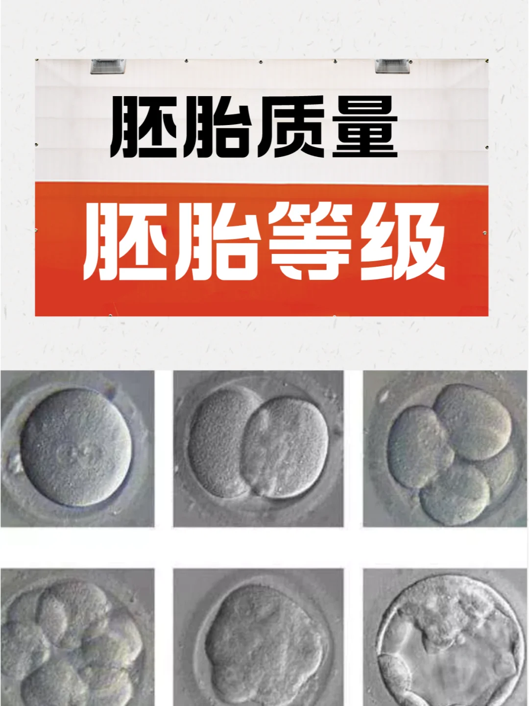 耽误1分钟‖教你看懂胚胎质量和胚胎等级❗,国内供卵妹子,42岁去做试管代孕
